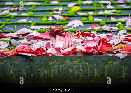 Feuilles mortes de l'érable rouge versé sur le toit de la maison et prévenir les gouttières de pluie de déménagement le long des gouttières - le problème Banque D'Images