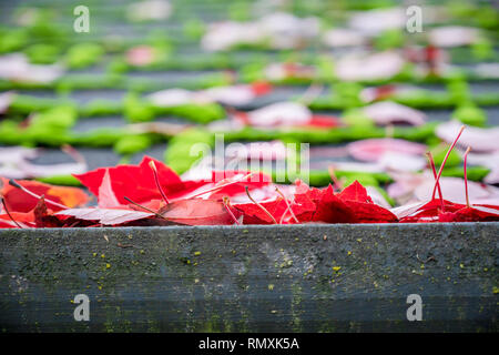 Feuilles mortes de l'érable rouge versé sur le toit de la maison et prévenir les gouttières de pluie de déménagement le long des gouttières - le problème Banque D'Images