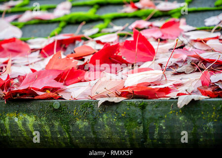 Feuilles mortes de l'érable rouge versé sur le toit de la maison et prévenir les gouttières de pluie de déménagement le long des gouttières - le problème Banque D'Images