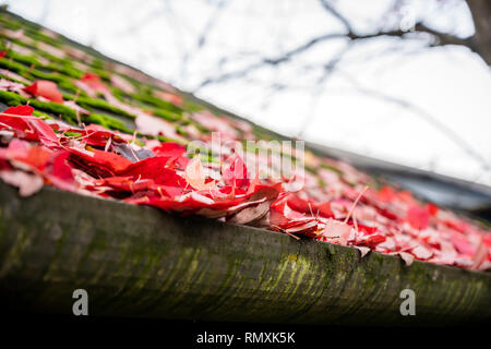 Feuilles mortes de l'érable rouge versé sur le toit de la maison et prévenir les gouttières de pluie de déménagement le long des gouttières - le problème Banque D'Images