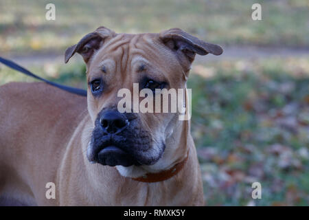 Triste ca de bou chiot est debout sur une prairie d'automne. Majorque Majorque mastiff ou bulldog. Animaux de compagnie. Six mois. Banque D'Images