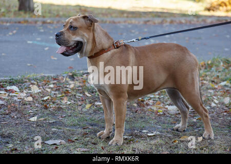 Cute ca de bou chiot avec masque noir est debout sur une prairie d'automne. Majorque Majorque mastiff ou bulldog. Animaux de compagnie. Six mois. Banque D'Images