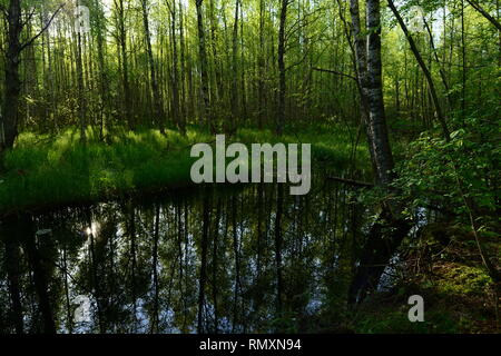 Début de matinée ensoleillée sur une rivière de la forêt dans le vert frais des arbres Banque D'Images