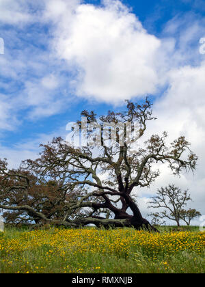 Un arbre près de liège en sohthern Portugal Vale Seco. Le liège est le phellem couche de tissu d'écorce de chêne-liège récolté tous les 15 ans. Du chêne-liège pour vivre Banque D'Images