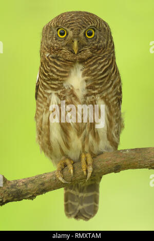 Prescription d'Asie Owlet (Glaucidium cuculoides) dans le parc national de Kaziranga Banque D'Images