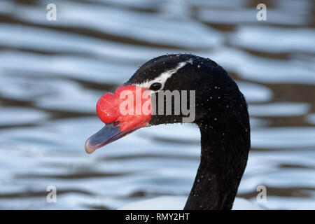 Black-necked Swan Cygnus melanocorypha - Gros plan de tête Banque D'Images