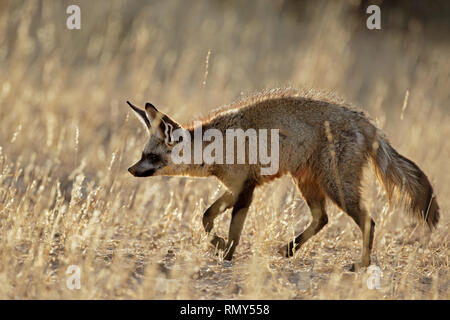 Un bat-eared fox (Otocyon megalotis) dans l'habitat naturel, désert du Kalahari, Afrique du Sud Banque D'Images