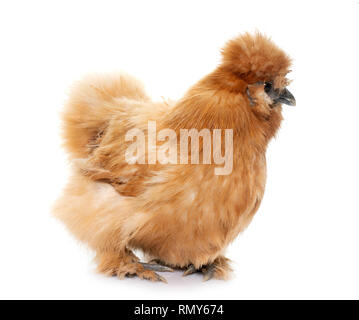 Brown silkie chicken in front of white background Banque D'Images