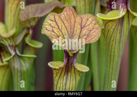 Sarracenia (North American sarracénie) jusqu' fermer