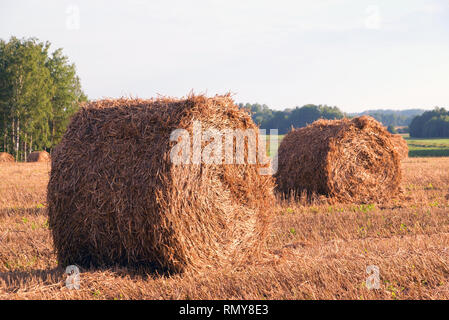 Champ fauché et la paille en rouleaux, se trouvent l'un après la récolte. Banque D'Images