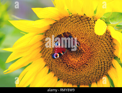 L'Oeil de Paon papillon assis sur la fleur d'un tournesol Banque D'Images