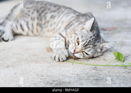 Belle tubby cat eating, cataire, le Indiens,arbres herbe Cataire pour chat a un parfum comme Pheromone Banque D'Images