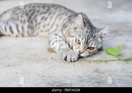 Belle tubby cat eating, cataire, le Indiens,arbres herbe Cataire pour chat a un parfum comme Pheromone Banque D'Images