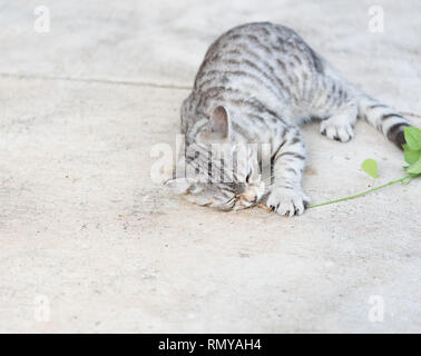 Belle tubby cat eating, cataire, le Indiens,arbres herbe Cataire pour chat a un parfum comme Pheromone Banque D'Images