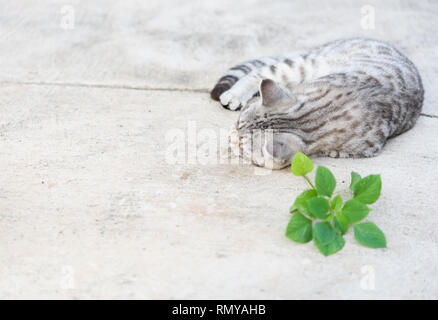 Belle tubby cat eating, cataire, le Indiens,arbres herbe Cataire pour chat a un parfum comme Pheromone Banque D'Images