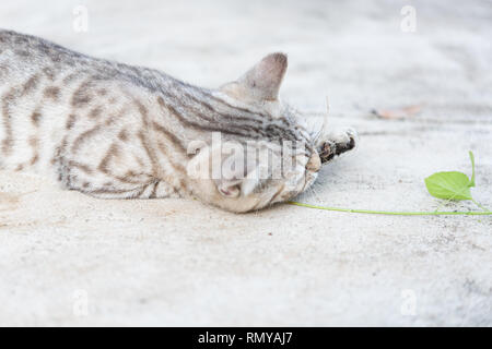 Belle tubby cat eating, cataire, le Indiens,arbres herbe Cataire pour chat a un parfum comme Pheromone Banque D'Images