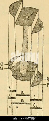 . Annales des sciences naturelles. Zoologie, biologie. Fibres CARDIAQUES. 279. tral (BB') s'étale contre le faisceau de gauche (AA') dont la section prend la forme d'un croissant, pour laisser libre une niasse centrale de sarcoplasma (S). L'escalier (ABC), examiné suivant la direction des intersections de ses pas et de ses paliers, avec mise au point superficielle, normal, les paliers publication Acier, A et C étant un peu estompés à leurs extrémités externes (une BjCJ,. Si, au contraire, la mise au point est faite sur un plan plus profond (MP), les paliers A et B paraîtront se superposer l'un à l' Banque D'Images