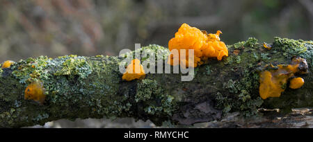 Cerveau Orange champignon Tremella mesenterica sur oak Banque D'Images