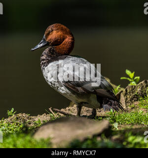 Fuligule milouin (Aythya ferina) mâle debout sur le côté de la rivière Banque D'Images