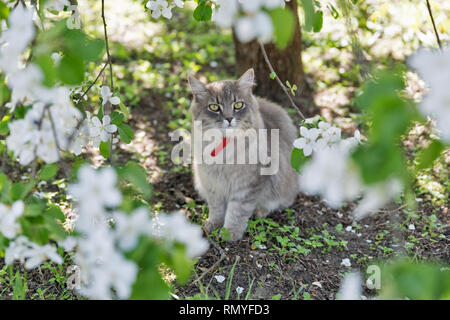 Cat street gris avec col rouge assis à gros plan extérieur printemps en fleurs de pommier, regardant la caméra Banque D'Images