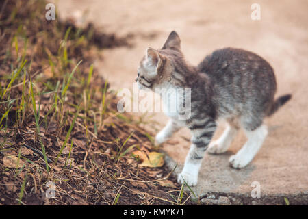 Petit Chat gris assis sur la saleté de la route rurale. Focus macro shot sélective avec DOF peu profondes Banque D'Images