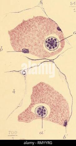 . Annales de l'Institut Pasteur. La science ; Allergie et immunologie ; médecine ; microbiologie. -^. Veuillez noter que ces images sont extraites de la page numérisée des images qui peuvent avoir été retouchées numériquement pour plus de lisibilité - coloration et l'aspect de ces illustrations ne peut pas parfaitement ressembler à l'œuvre originale.. Institut Pasteur (Paris, France). Paris : Masson Banque D'Images