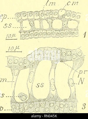 . Annales des sciences naturelles. Zoologie, biologie. , M Cl- / ? ? ^ »/ ch , m.J.i^ /10/ ss. Fig. Q. - lignarius scaphandre blindé. - Structure histologique de la branchie. 1. Coupe de la branchie dans sa partie respiratoire très amincie : - ss, lacunes san- guines ^ ; trabécules musculaires ; wi, ep, épithélium ; cm, cellule mucipare (x550). 2. Une partie importante de la surface respiratoire, vue par sa face externe, mise au point sur la zone sous-épithéliale :- tm, tête des trabécules musculaires vues de face ; la'', leurs noj'aux prolongements protoplasmiques ; pr, allant d'une trabécule à l'autre ; d, ce Banque D'Images