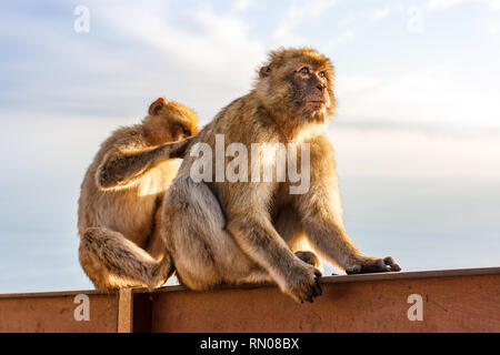 Photo d'un couple de la célèbre singes de Gibraltar, le toilettage. Plusieurs macaques vivant dans la réserve naturelle de roche à Gibraltar, Royaume-Uni. Banque D'Images