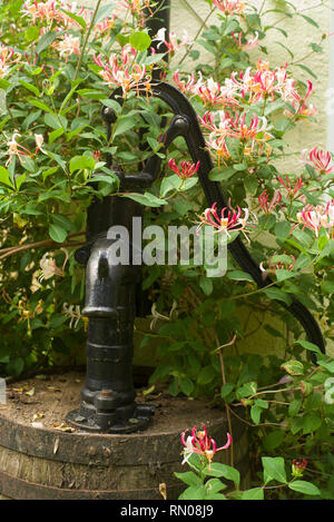 Lonicera periclymenum belgica croissant sur un fût de chêne de la pompe d'eau de pluie Banque D'Images