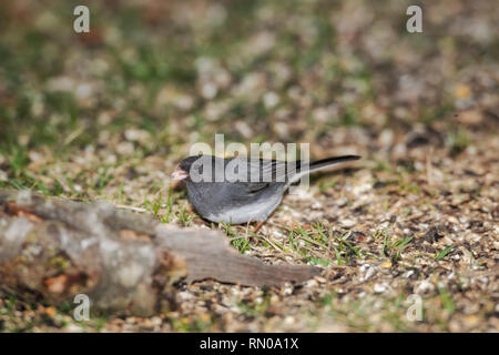 Dark-eyed Junco nourriture dans la masse. Banque D'Images