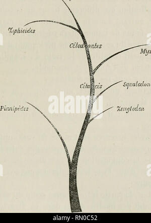 . Annales de la société belge de microscopie. Microscopie électronique. XXIII BULLETIN DES SÉANCES. forme ci-dessous, les rapports de dérivation des sothériens DcLoliinidfs Thalas :  %iphicides. Musbicr. tes Pinnipèdes Je crois inutile d'ajouter que je n'entends nullement affirmer par l'arbre généalogique ci-dessus que telle a été la phylogénie des Thalassothériens. J'ai voulu expri- mer seulement par là les rapports de filiation qui ren- dent compte des différences et des analogies du système dentaire de ces animaux. C'est l'un des éléments qui permettra un jour d'établir la filiation des mammifères marins.. Banque D'Images