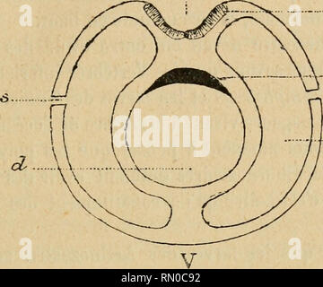 . Annales de la société belge de microscopie. Microscopie électronique. BULLETIN DES SÉANCES. 119 région où il se forme qu'apparaissent les saccules méso- dermiques chez YAmpliioxus ; ceux-ci d'abord Canada D. n.^ r/ -m fig. 13. - Schéma de l'organisation d'un Chordozoaire, coupe transversale. - D ; dos V ventre ; tube digestif ; d ch corde dorsale ; [n système nerveux ; 6 canal médullaire ; w cavité mésodermique ; s organe segmentaire. Also la région du corps adjacente au système ner- veux. Il en résulte que la face neurale des Vers corres- pond à la face neurale des vertébrés, et comme ces derniers ont Banque D'Images