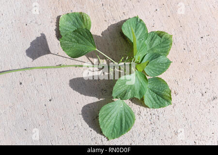 Le sativa indienne,Arbre,copperleaf rhomboide.Cataire plante pour chat a un parfum comme Pheromone Banque D'Images