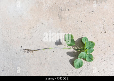 Le sativa indienne,Arbre,copperleaf rhomboide.Cataire plante pour chat a un parfum comme Pheromone Banque D'Images