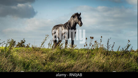 Wild Horse noir à la recherche sur le côté sur une colline. Banque D'Images