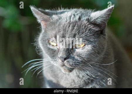 Race de chat gris écossais œil gros plan extrême Banque D'Images