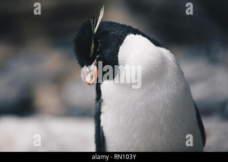 Close up of a southern Rockhopper Penguin - Eudyptes chrysocome Banque D'Images