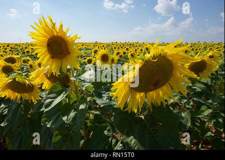 Champ de tournesols Banque D'Images