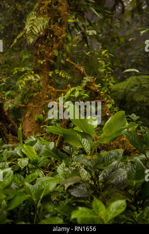 Image de belles plantes parasites et fleurs à l'arbre dans la forêt nuageuse de Monteverde Banque D'Images