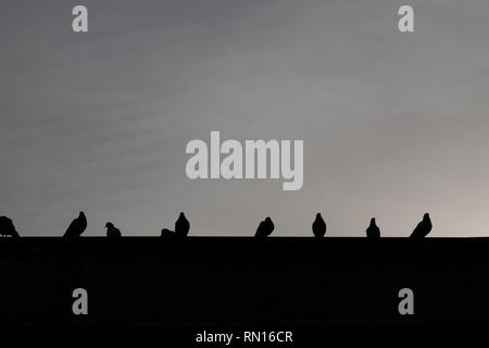 Les pigeons sont en attente de l'aube Banque D'Images