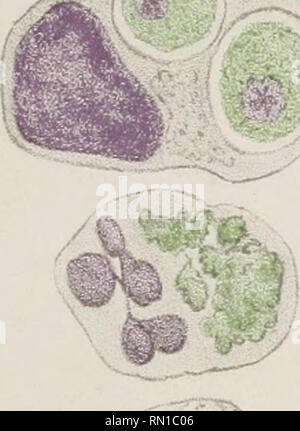 . Annales de l'Institut Pasteur. La science ; Allergie et immunologie ; médecine ; microbiologie. . Veuillez noter que ces images sont extraites de la page numérisée des images qui peuvent avoir été retouchées numériquement pour plus de lisibilité - coloration et l'aspect de ces illustrations ne peut pas parfaitement ressembler à l'œuvre originale.. Institut Pasteur (Paris, France). Paris : Masson Banque D'Images