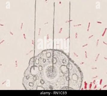 . Annales de l'Institut Pasteur. La science ; Allergie et immunologie ; médecine ; microbiologie. . Veuillez noter que ces images sont extraites de la page numérisée des images qui peuvent avoir été retouchées numériquement pour plus de lisibilité - coloration et l'aspect de ces illustrations ne peut pas parfaitement ressembler à l'œuvre originale.. Institut Pasteur (Paris, France). Paris : Masson Banque D'Images