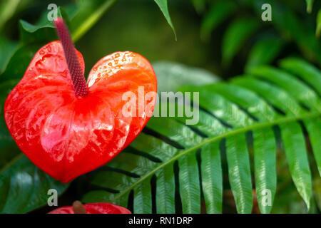 Flamingo rouge, fleur, tailflower anthurium, ou garçon fleur. Banque D'Images