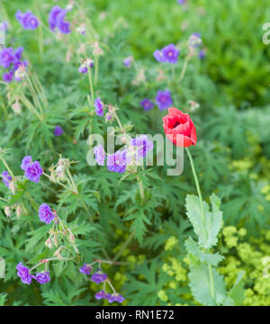 De plus en plus d'une tulipe rouge Geranium 'Rozanne' plant Banque D'Images