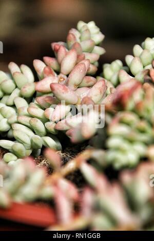 Sedum plante texture dans le jardin Banque D'Images