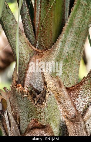 Birmarckia Nobilis palmier dans le jardin d'Elche, Alicante Banque D'Images