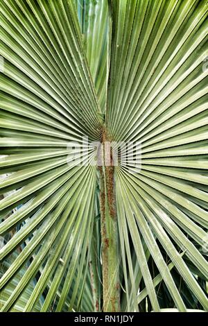 Birmarckia Nobilis palmier dans le jardin d'Elche, Alicante Banque D'Images