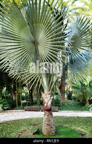 Birmarckia Nobilis palmier dans le jardin d'Elche, Alicante Banque D'Images