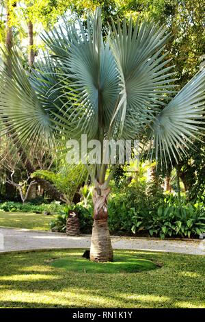 Birmarckia Nobilis palmier dans le jardin d'Elche, Alicante Banque D'Images