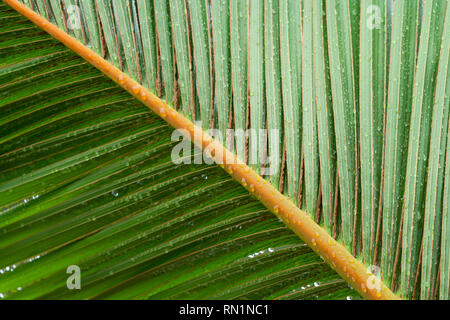 Palmier nain (Hyophorbe lagenicaulis) feuille verte, alias 'palma', palmier en bouteille 'palmera botella', Mascarena, jour de pluie, Asuncion, Paraguay Banque D'Images